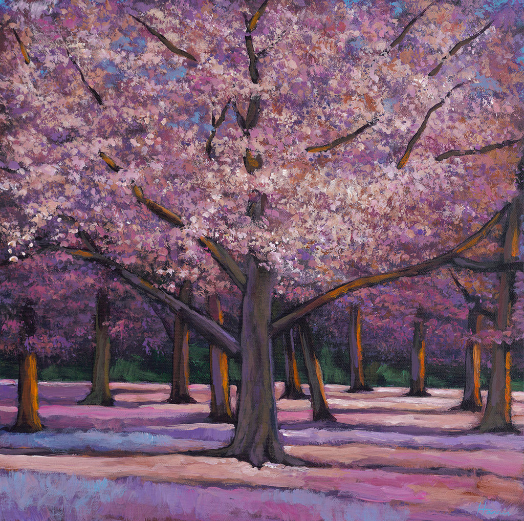 Cherry trees in bloom in Washington D.C. by Johnathan Harris