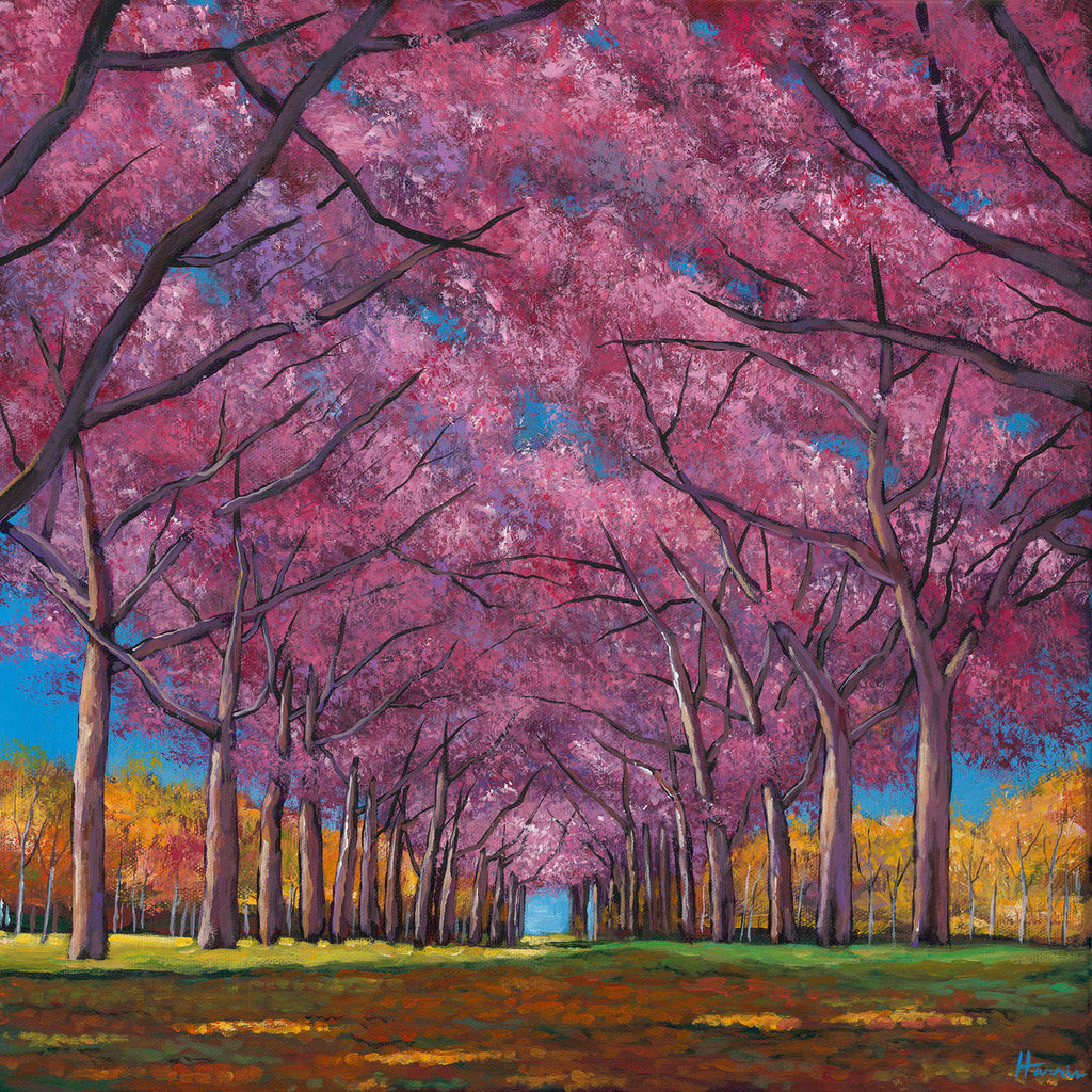 Cherry trees in bloom in Washington D.C. by Johnathan Harris