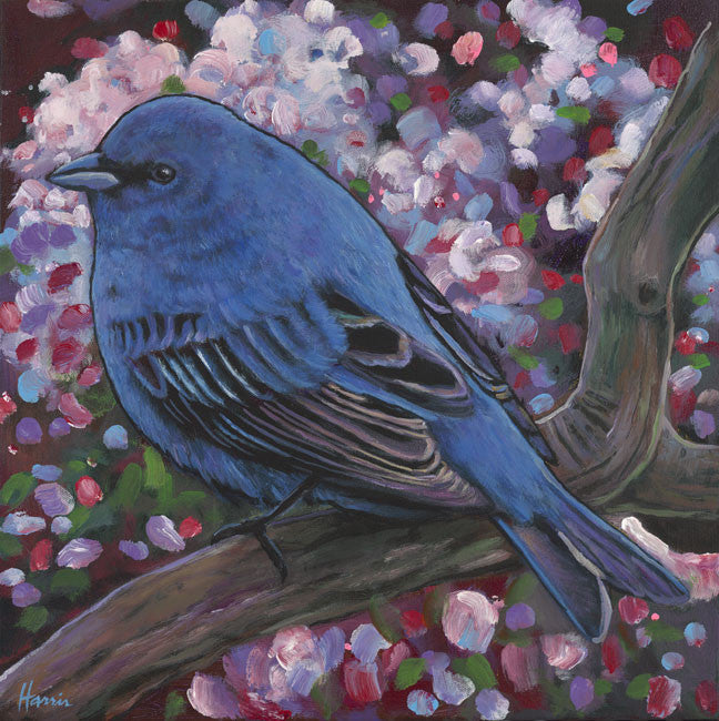 Indigo Bunting