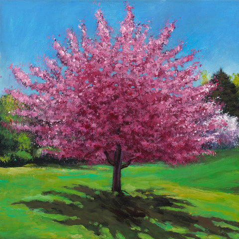 Redbud tree in bloom in spring by artist Johnathan Harris